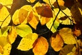 Beech leaves backlit by the sun in autumn colors. Royalty Free Stock Photo