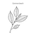 Beech branch with leaves Royalty Free Stock Photo