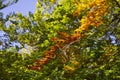 Beech branch yellowed by autumn