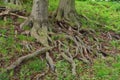 Beech with branched roots Royalty Free Stock Photo