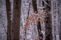 Beech branches with golden leaves in the forest. Abundant snow on the branches of the leafy tree