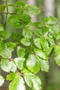 Beech Branches with Leaves Royalty Free Stock Photo