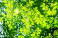 Beech branches in Ordesa National Park, Huesca, Spain. Royalty Free Stock Photo