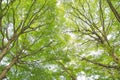 Beech canopy