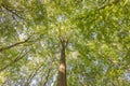 Beech_canopy