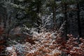 Beech colorful flaming leaves and trunks and pine trees, after a heavy snowfall, Roccaraso, Abruzzo, Italy Royalty Free Stock Photo