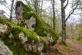 The Beech Enchanted Forest, in the Sierra de Urbasa, Navarra, Spain. Royalty Free Stock Photo