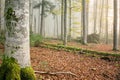 Beech (Fagus) Forest II