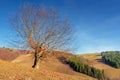 Beech with fallen foliage on the hill Royalty Free Stock Photo