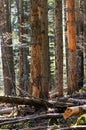 Beech-fir forest