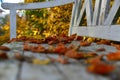 Beech foliage on an old white wooden bench