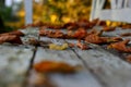 Beech foliage on an old white wooden bench