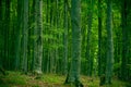 Beech forest Royalty Free Stock Photo