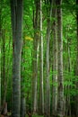 Beech forest Royalty Free Stock Photo