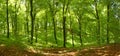 Beech forest