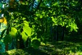 Beech Forest Royalty Free Stock Photo