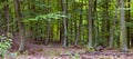 Beech forest Royalty Free Stock Photo