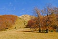 Beech forest in autumn