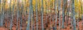 Beech forest in autumn