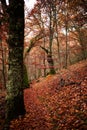 Oak forest at the autumn. Autumn, Fall scene. Beautiful Autumnal park. Beauty nature scene. Autumn landscape, Trees and Leaves, Royalty Free Stock Photo