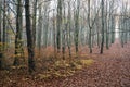 Beech forest in autumn, fall season. Brown leaves on ground. Sun rays from the trees. Mystical forest in Silesia in Poland Royalty Free Stock Photo