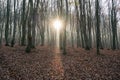 Beech forest in autumn, fall season. Brown leaves on ground. Sun rays from the trees. Mystical forest in Silesia in Poland Royalty Free Stock Photo