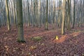 Beech forest in autumn, fall season. Brown leaves on ground. Sun rays from the trees. Mystical forest in Silesia in Poland Royalty Free Stock Photo