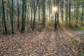 Beech forest in autumn, fall season. Brown leaves on ground. Sun rays from the trees. Mystical forest in Silesia in Poland Royalty Free Stock Photo