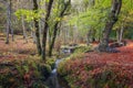 Beech forest in autumn, National Park of Peneda Geres, Portugal