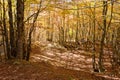 Beech forest in autumn, Pollino National Park, southern Italy Royalty Free Stock Photo