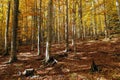 Beech forest in autumn SneÃÂ¾nik region, Slovenia Royalty Free Stock Photo