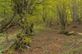 Beech forest in autumn in Soto de Sajambre within the Picos de Europa National Park in Spain