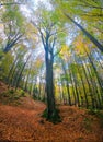 Beech forest in Autumn with yellow and green leaves