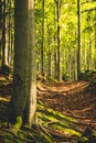 A beech forest bathed in the afternoon late summer sun Royalty Free Stock Photo