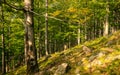 A beech forest bathed in the afternoon late summer sun Royalty Free Stock Photo