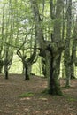 Beech forest in a sunny day.