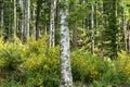 Beech forest with blooming gorse on the mountains in Tuscany, Italy Royalty Free Stock Photo