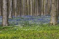 Beech Forest with Bluebell, Anemone and Celandine Royalty Free Stock Photo