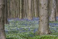 Beech Forest with Bluebell and Anemone Royalty Free Stock Photo