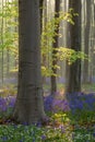 Beech forest with bluebell flowers in spring Royalty Free Stock Photo