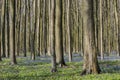 Beech Forest with Bluebell Hallerbos Royalty Free Stock Photo