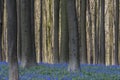 Beech Forest with Bluebell in Hallerbos with Sunlight Royalty Free Stock Photo