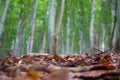 beech forest Royalty Free Stock Photo