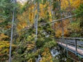 Beech forest and bridge on the way to Martuljek waterfall, Slovenia