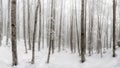 Beech forest covered by snow, undergrowth illuminated by day. ba Royalty Free Stock Photo