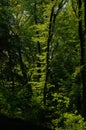 beech forest with dark tree trunks and bright green sunlit foliage Royalty Free Stock Photo
