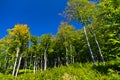 Beech forest in early autumn at Semenic national park