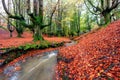 beech forest in the fall Royalty Free Stock Photo