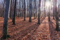 Beech forest with fallen foliage in autumn sunny day backlit Royalty Free Stock Photo