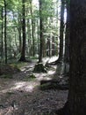 Beech Forest Floor